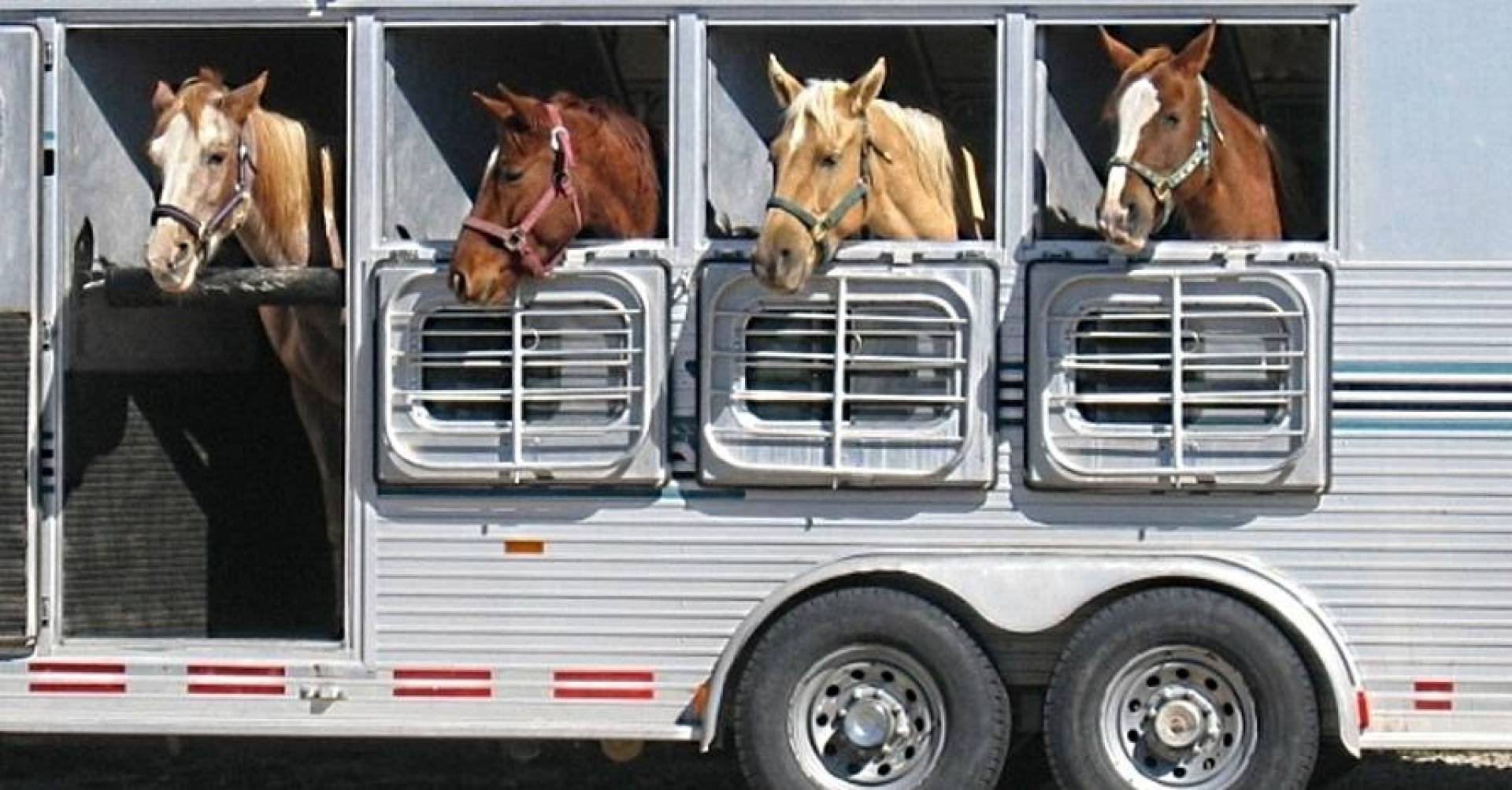 Поезда лошадка. Машина для перевозки лошадей. Фургон для лошадей. Лошадь грузовик. Транспорт животных.