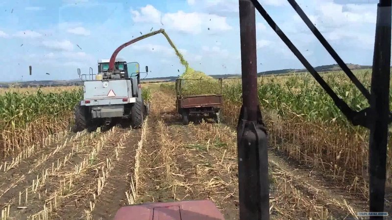 Силос Дон 680 м Ростсельмаш уборка