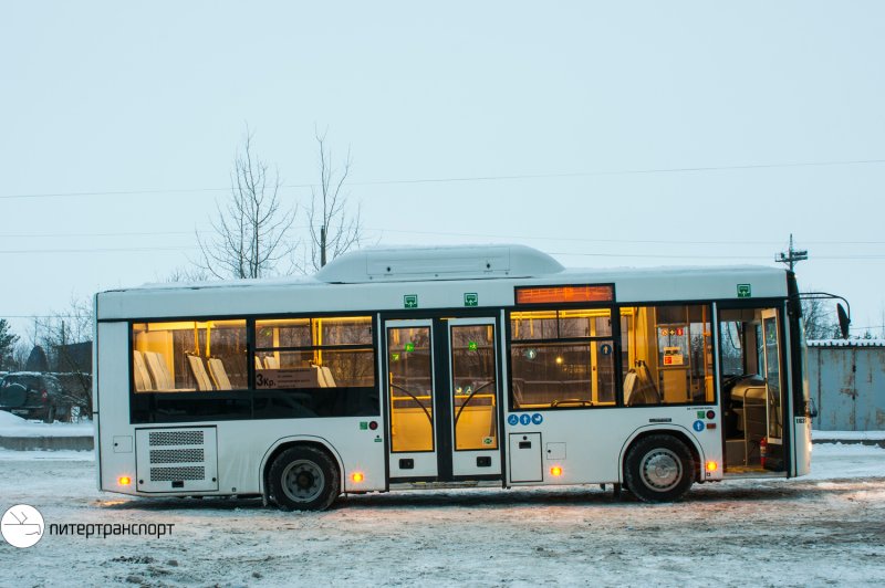 Новые автобусы МАЗ 203 В СПБ
