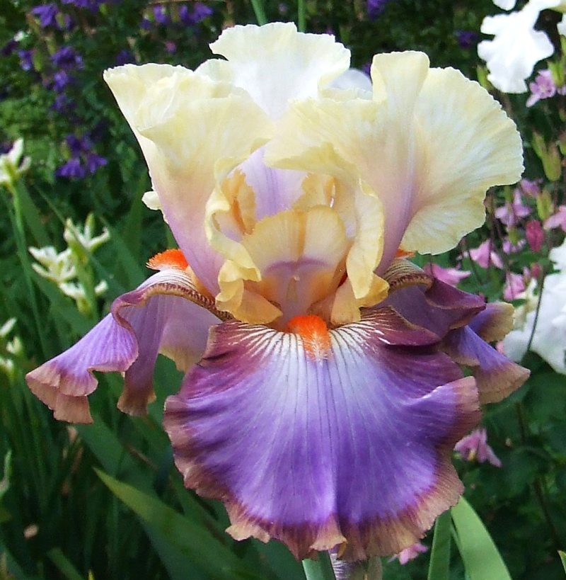 Ирис Парадиз германский 1шт /Iris Germanica Paradise