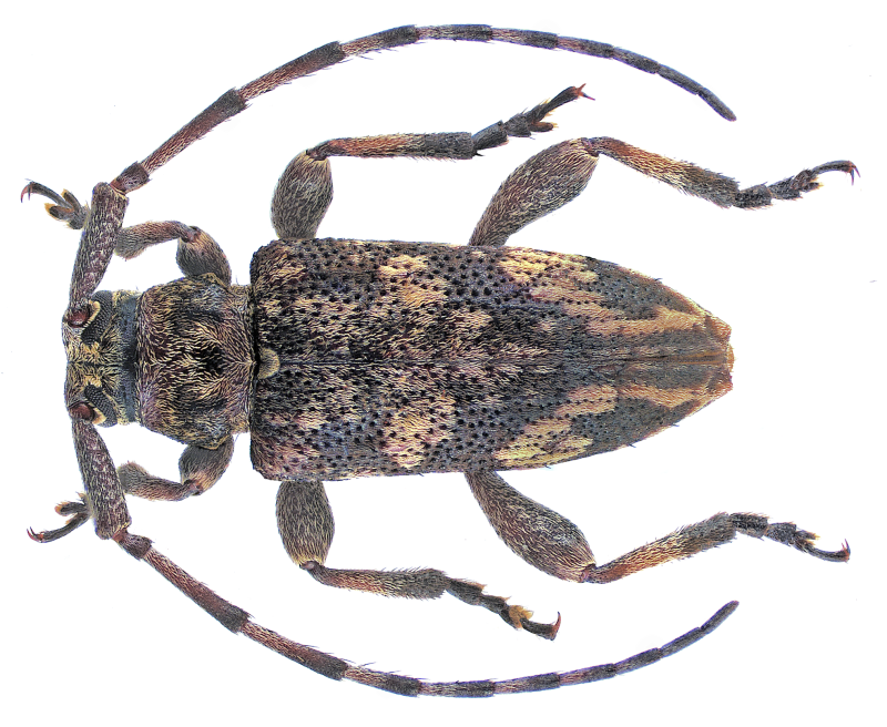 Leiopus nebulosus