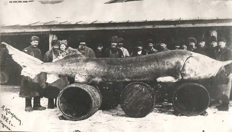 Белугу 1921 год Тетюши