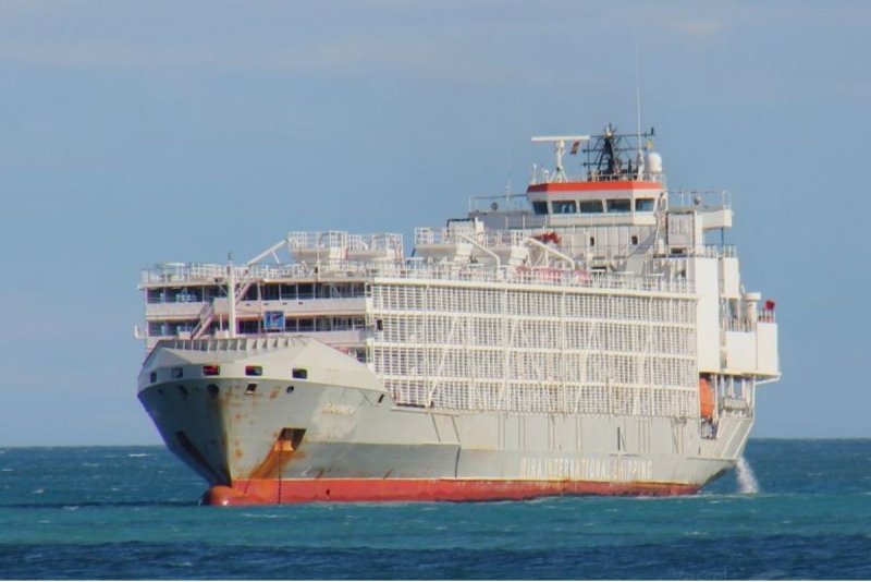 Livestock Carrier Vessel