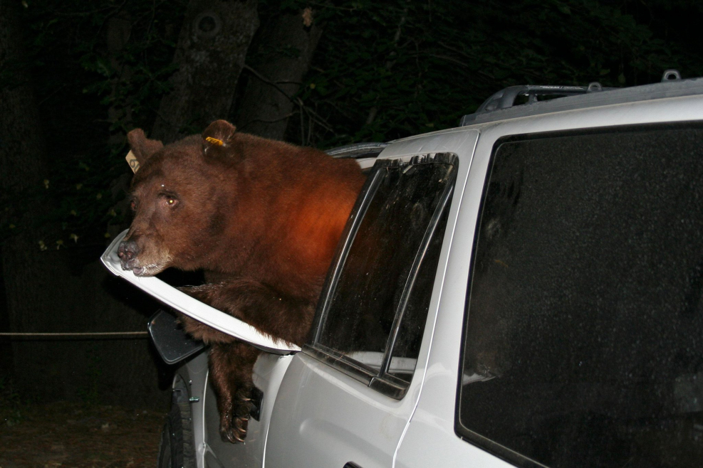 Медведь в машине