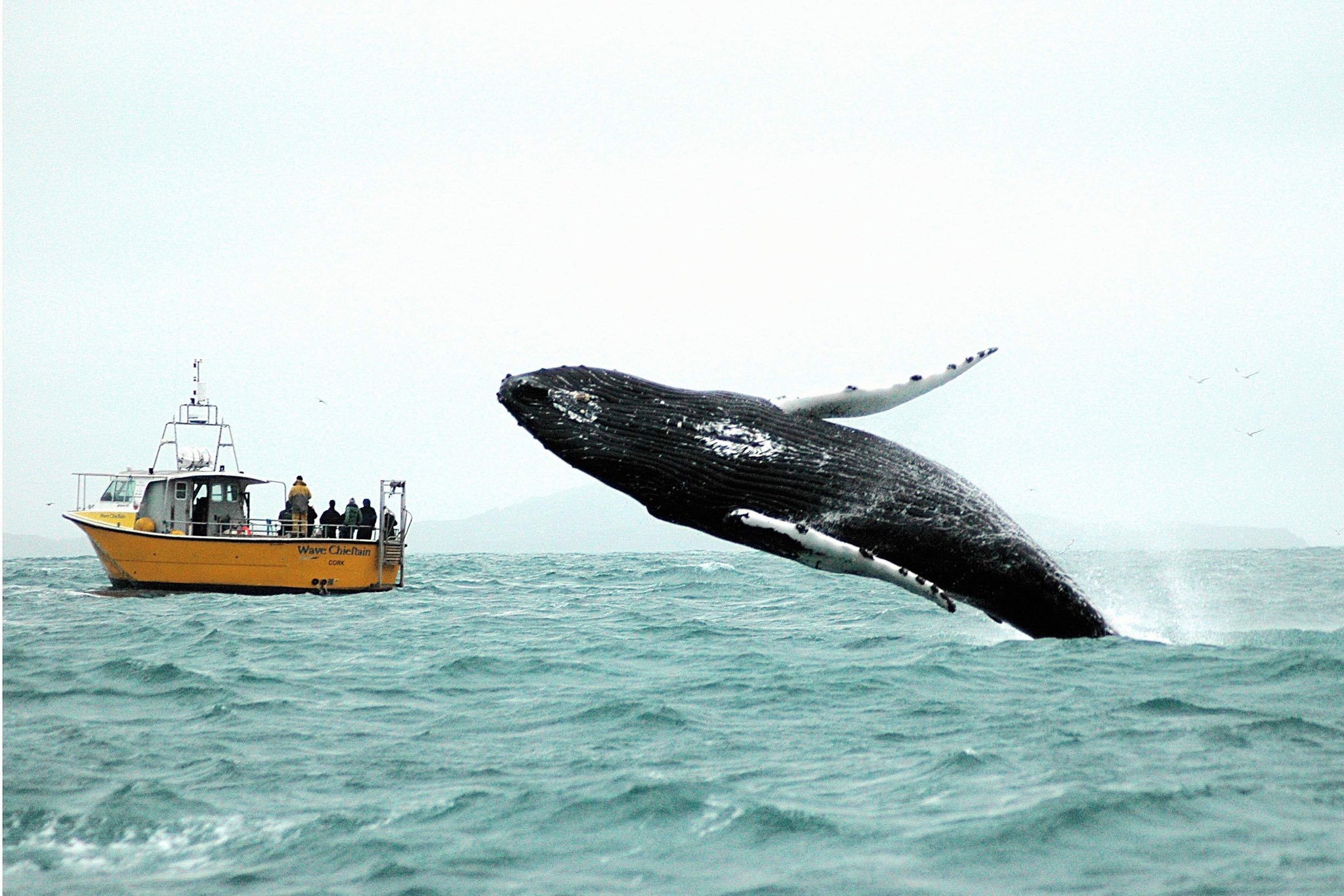 Фото кит и корабль