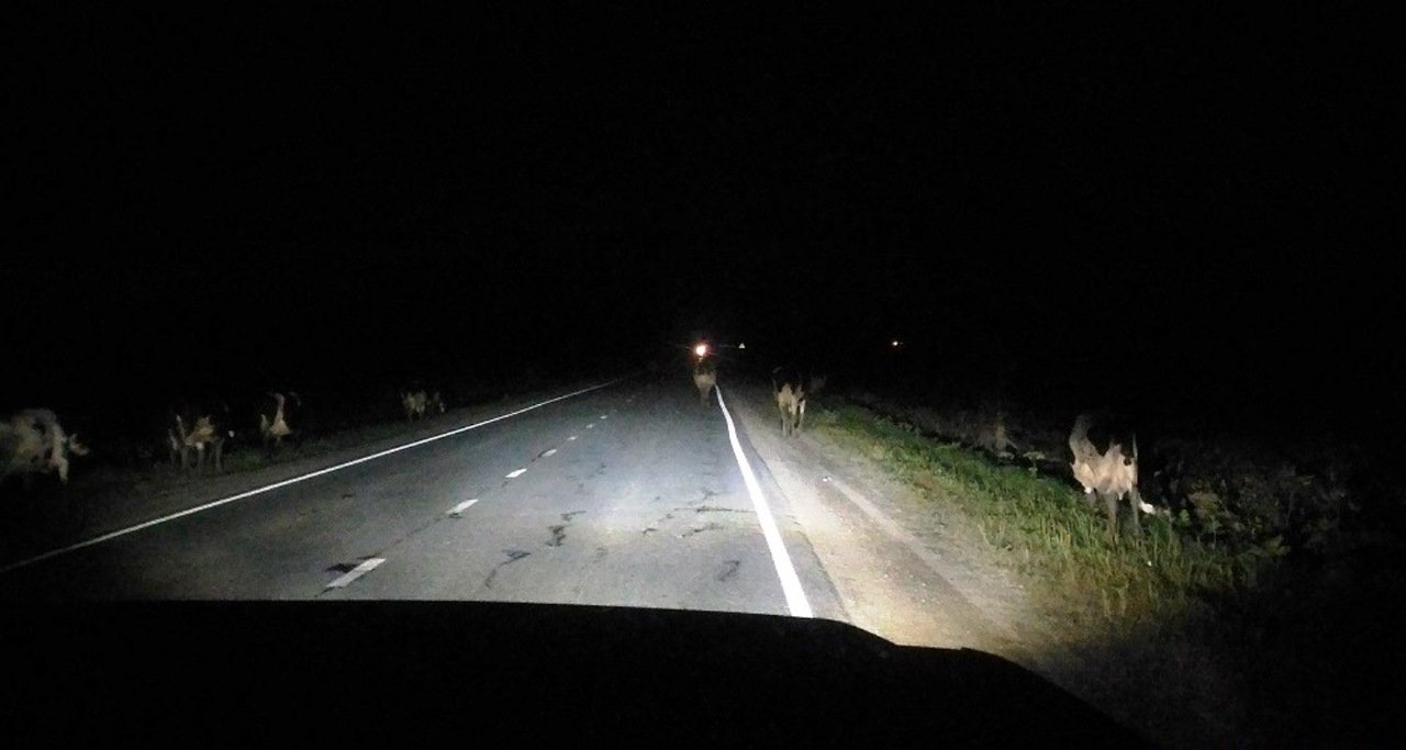 Лиса на дороге ночью