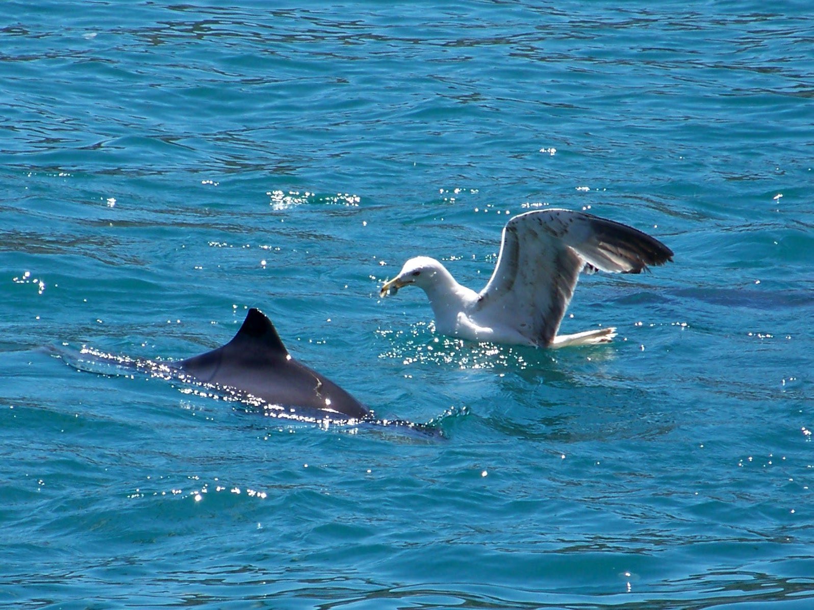 Кит анапа. Дельфин Афалина Крым. Черноморские дельфины афалины. Дельфин белобочка. Крымские дельфины Афалина.