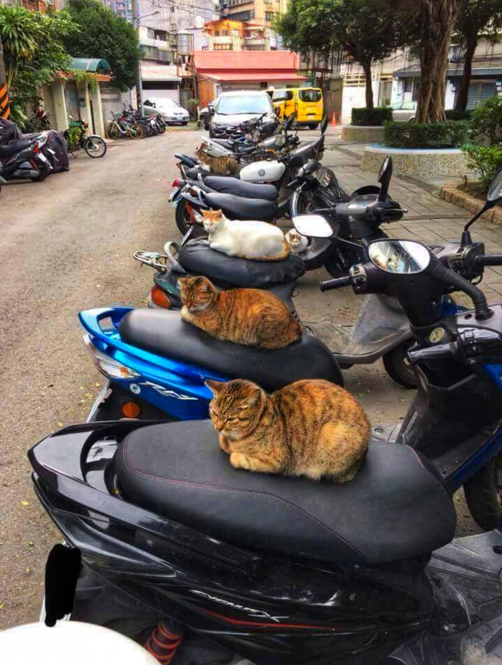 Кот на мопеде