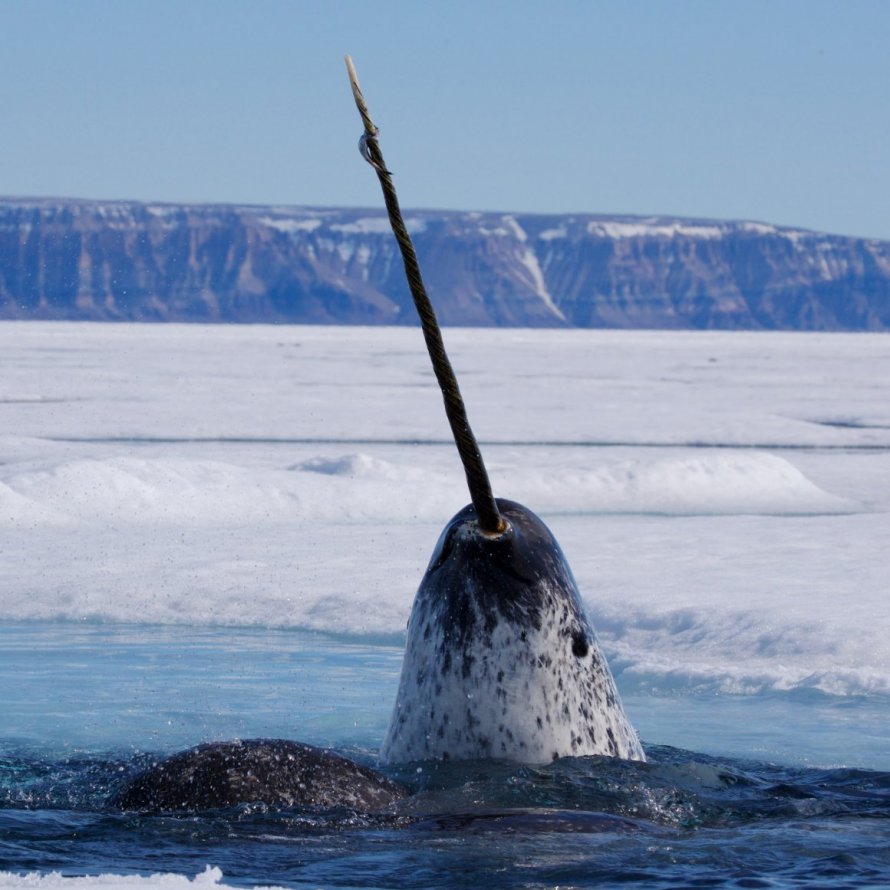 Субмарины Narwhal США 2 мировая