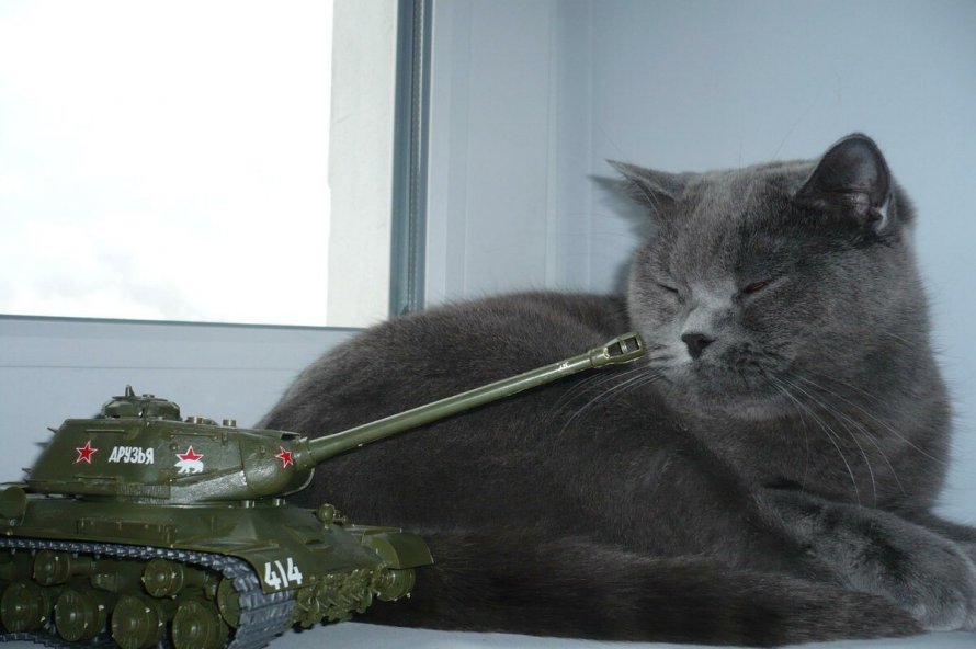 Кот в танке