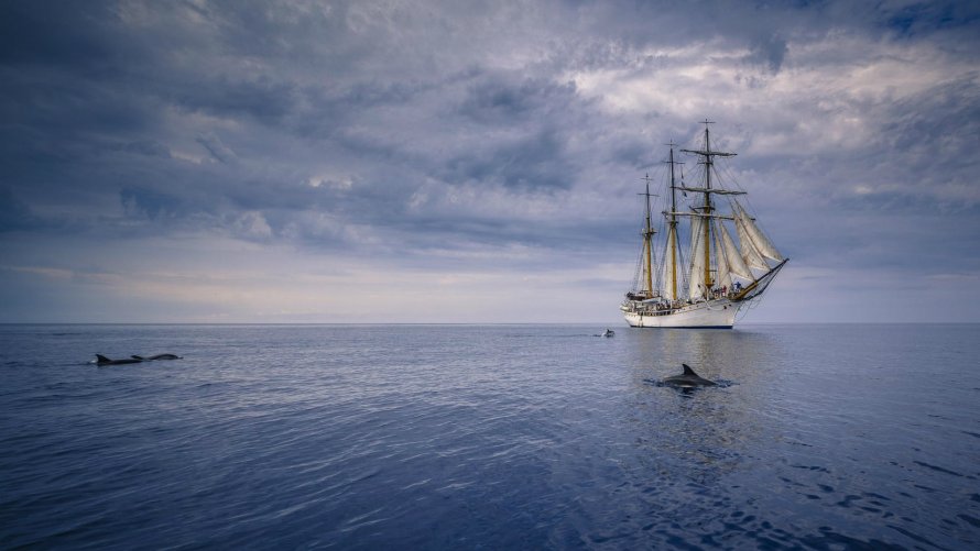 Море закат дельфины