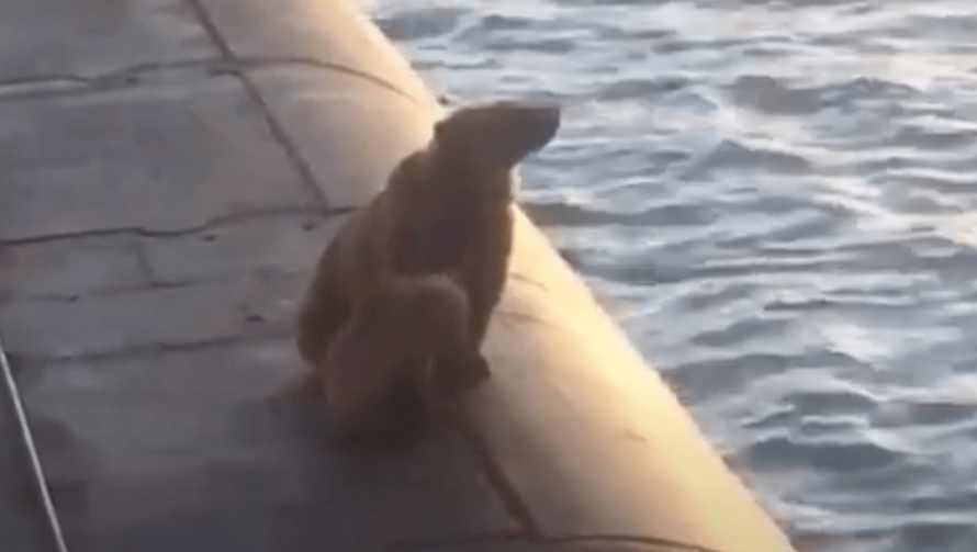 Медведица на подводной лодке