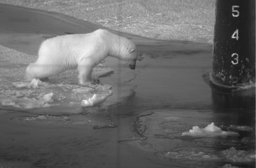 Белый медведь на подводной лодке