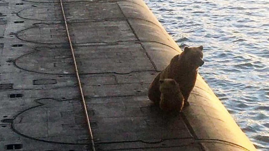 Медведь на подводной лодке