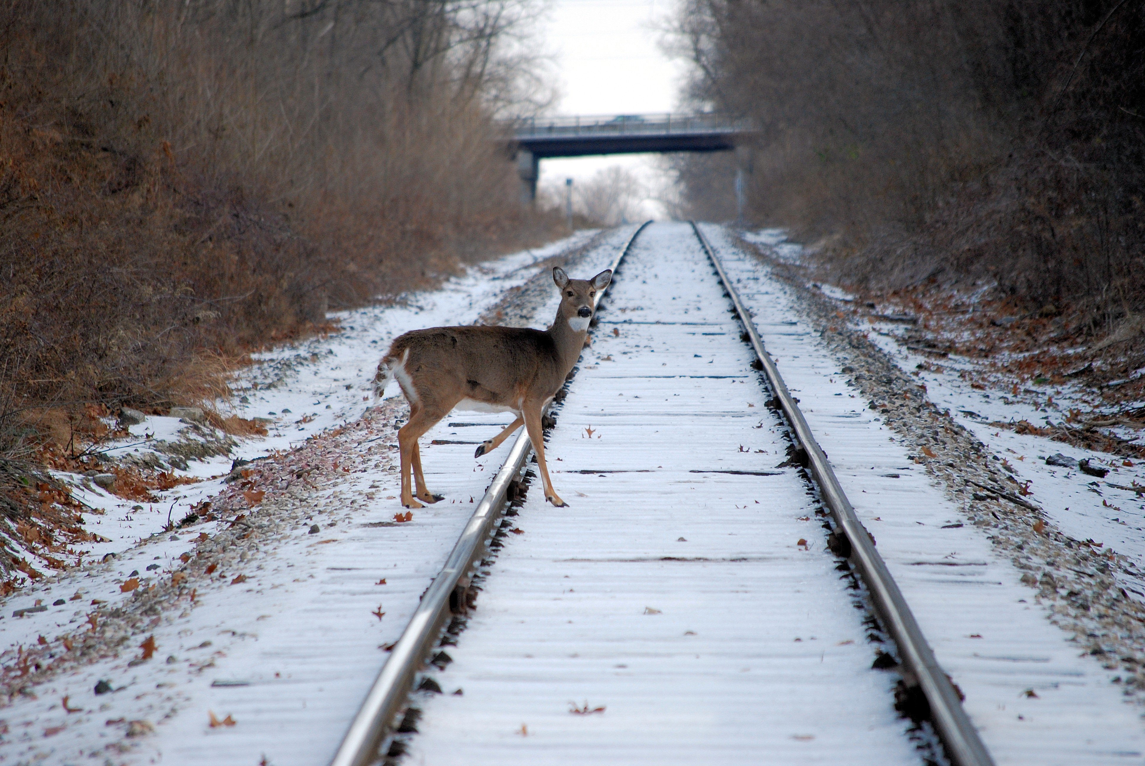 Поезд лось. Животные на железной дороге. Животные на дороге. Дикие животные на дороге. Животные на железнодорожных путях.