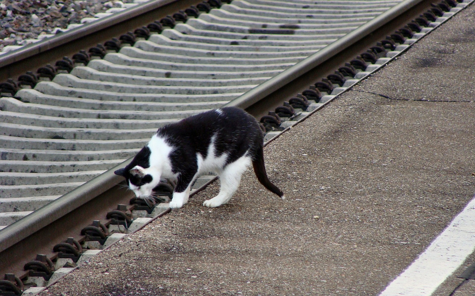 Возвращение котов домой. Кот на рельсах. Кот на железной дороге. Котенок на рельсах. Железная дорога и кошка.