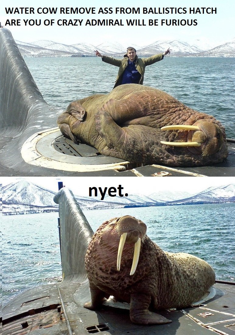 Морж на лодке