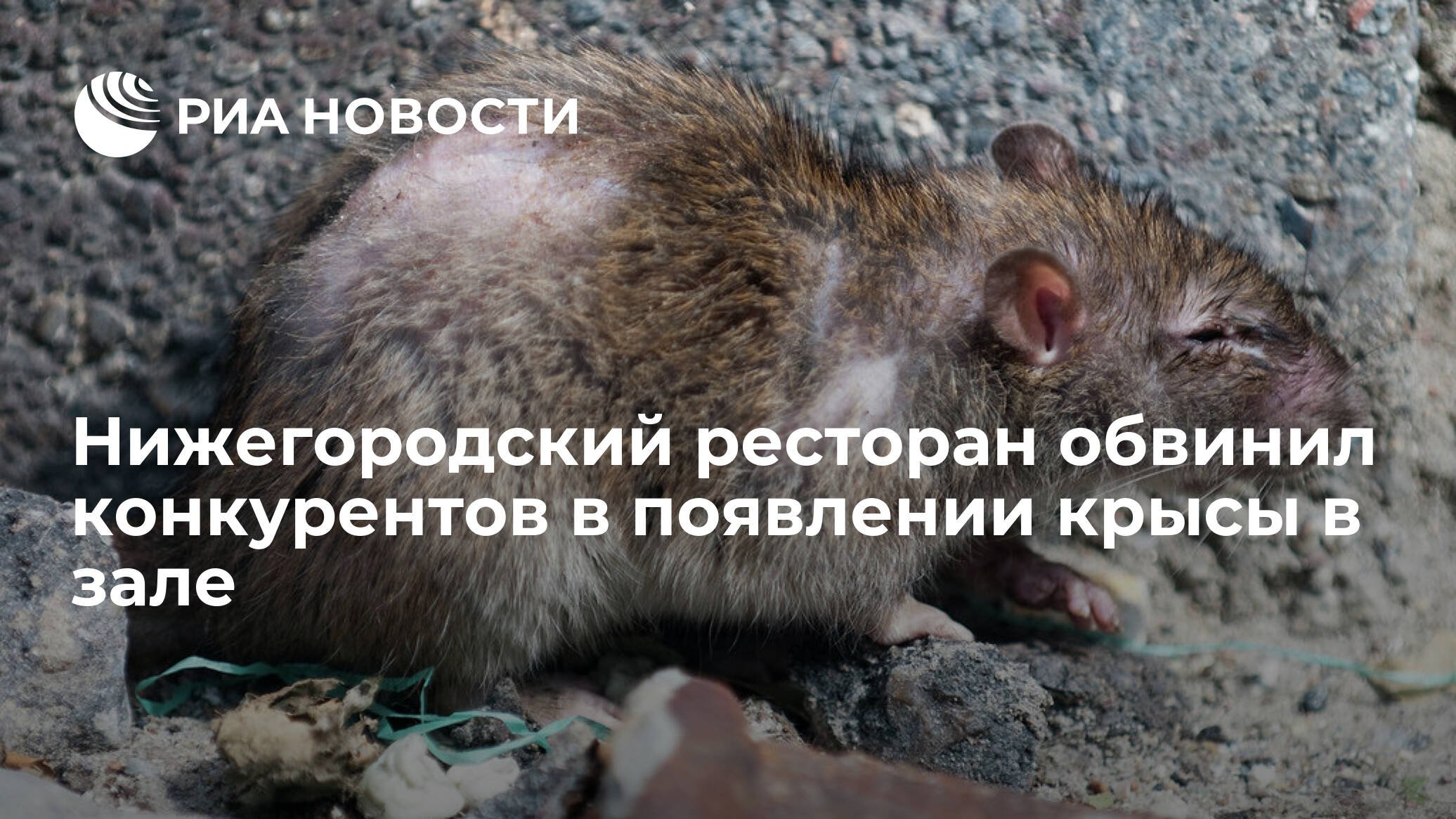 Крысы бегут с корабля фото. Крыса бежит. Крысы бегут из Москвы. Появление крыс в Москве.