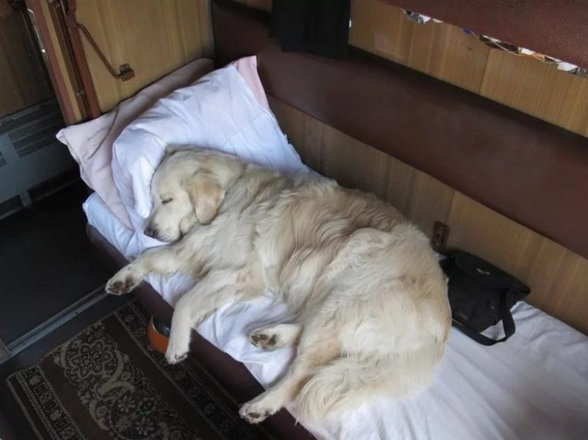 Пес спал в прихожей и охотно. Собака в поезде. Собака в купе. Собака лежит. Вагон для перевозки собак в поезде.