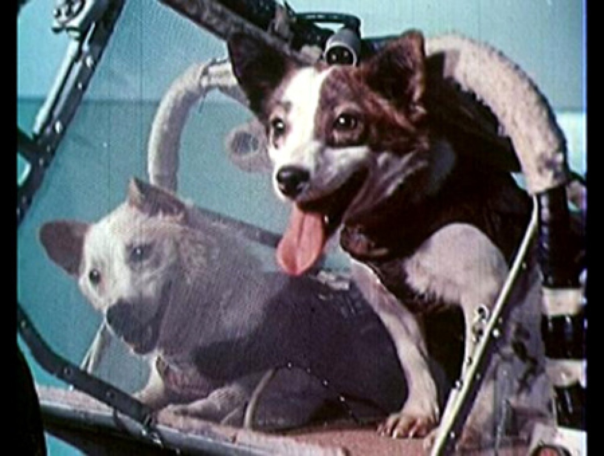 Животные которые летали в космос. Белка и стрелка 1960 год. Полёт белки и стрелки в космос. Первые собаки космонавты белка и стрелка. Собаки в космосе елка и стрелка.