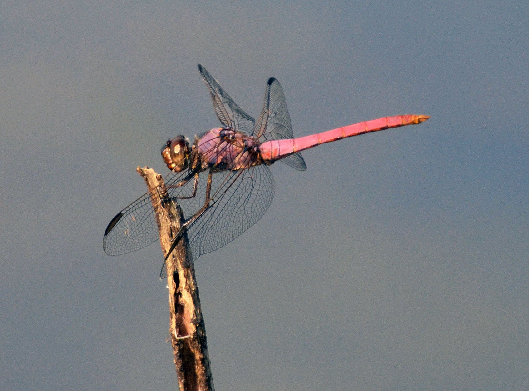 Летающий ветер. Стрекоза розовая (Orthemis ferruginea). Самолет Стрекоза. Авиация насекомых. Насекомые летающие фото с названиями.