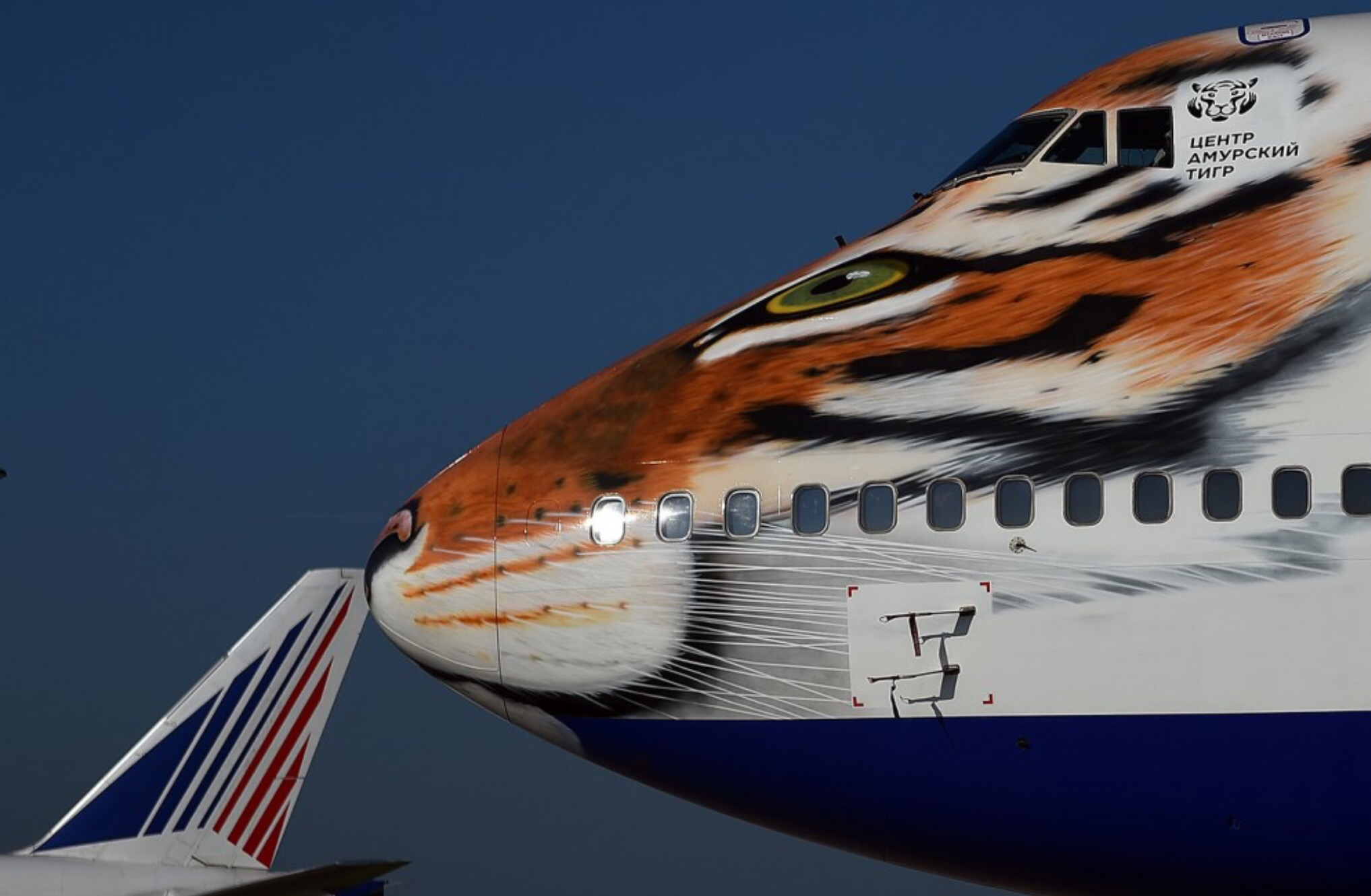 Самолет тигр. Боинг 747 Трансаэро тигр. Боинг 747 Тигролет Трансаэро. Boeing 747 тигр. Боинг 747 Амурский тигр.