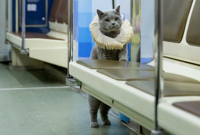 Кот едет в метро