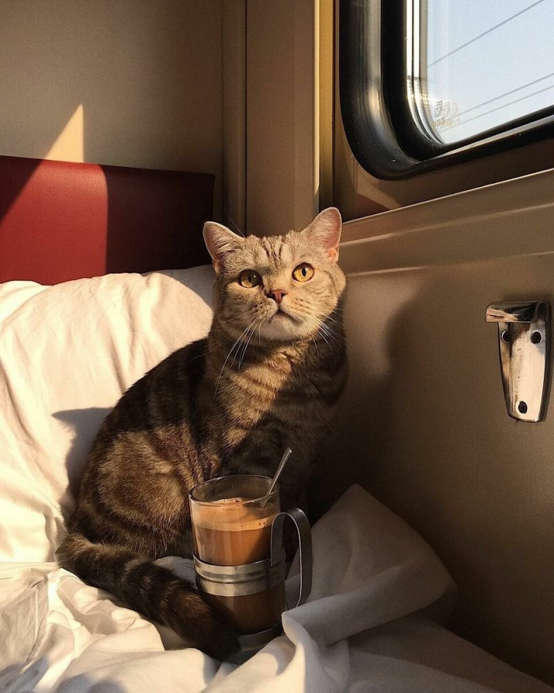 Кошка в электричке