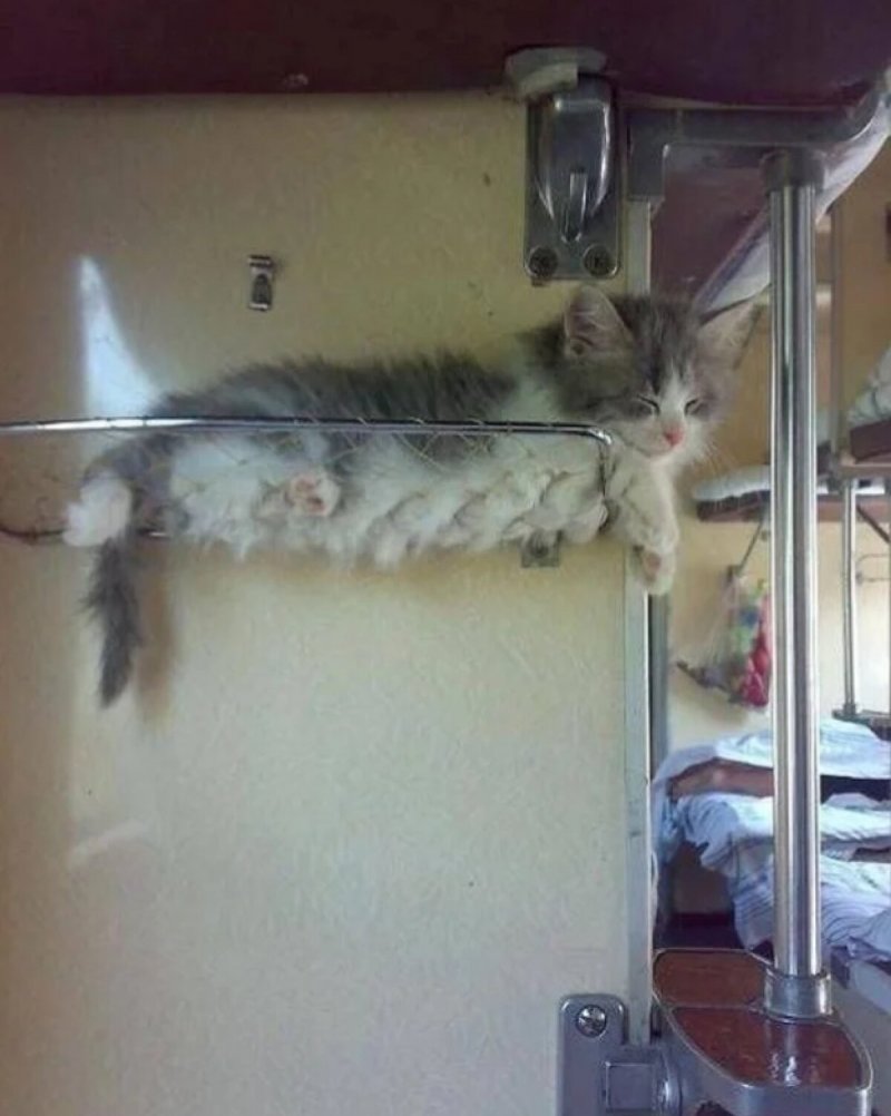 Кошки в плацкарте