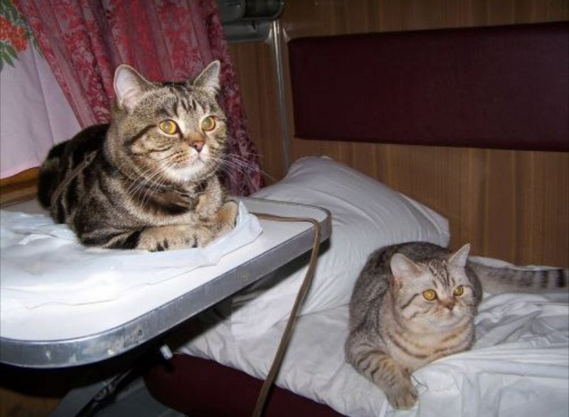 Коты в купе