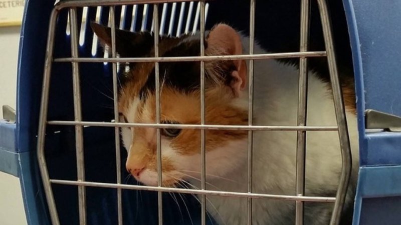 Котенок в переноске