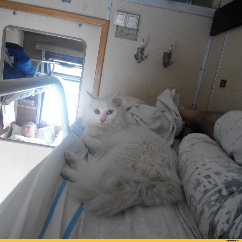 Коты в поезде