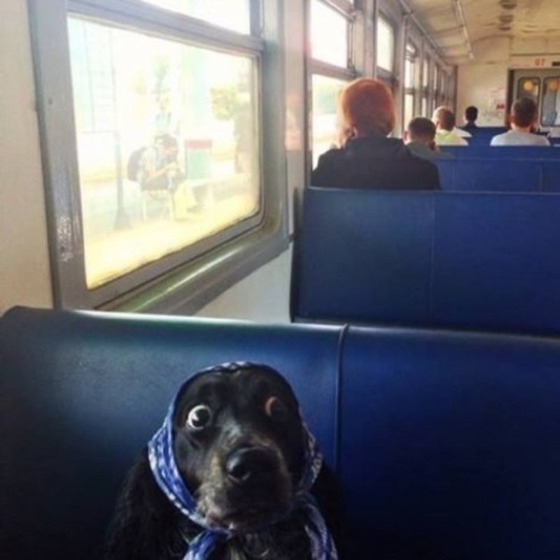 Собака удивляка
