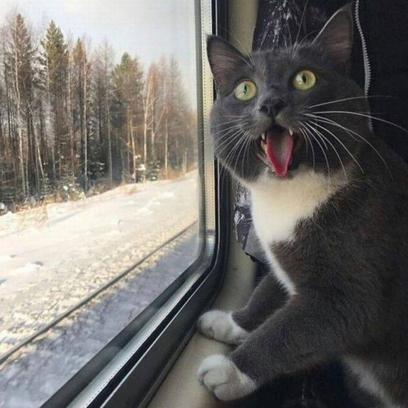 Кот в электричке