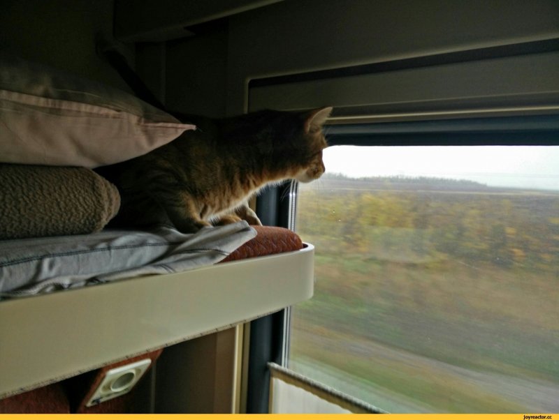 Кот в окне поезда