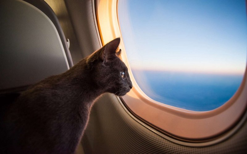 Кошка в самолете