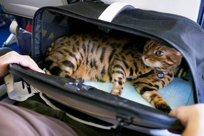 Кот в самолете