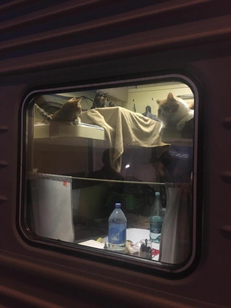 Кот в купе поезда