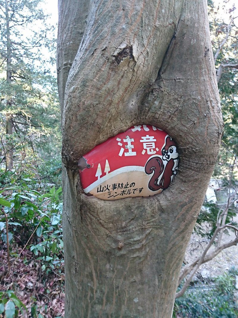 Знак дерева
