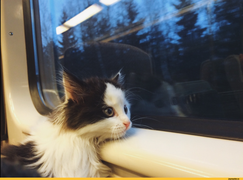 Кошка в электричке