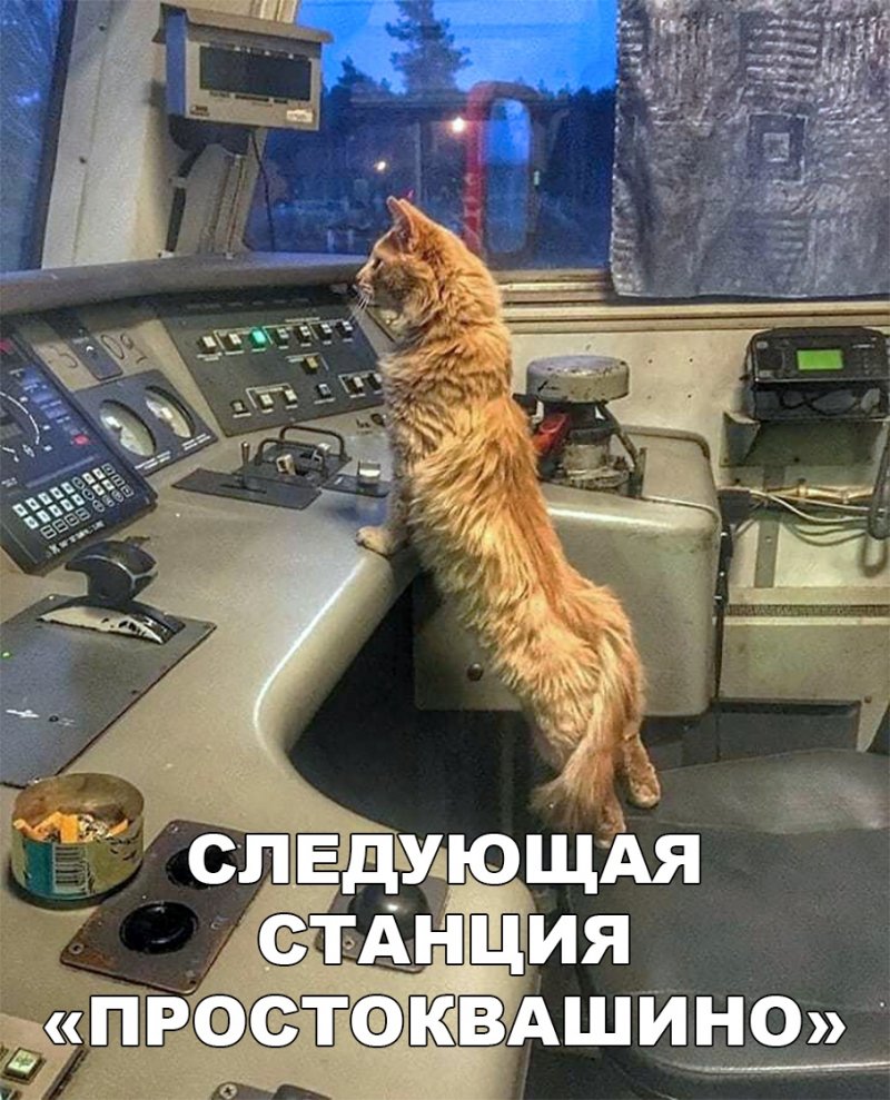 Кот в кабине машиниста