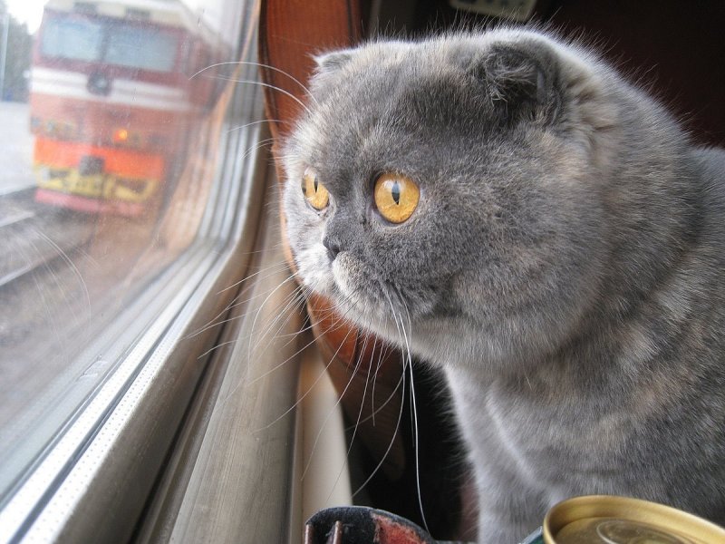 Кот в электричке