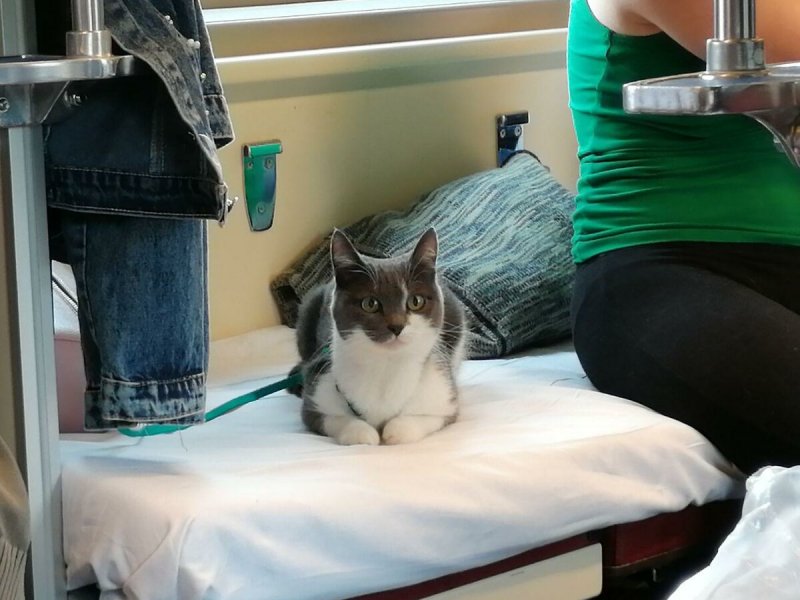 Коты в поезде