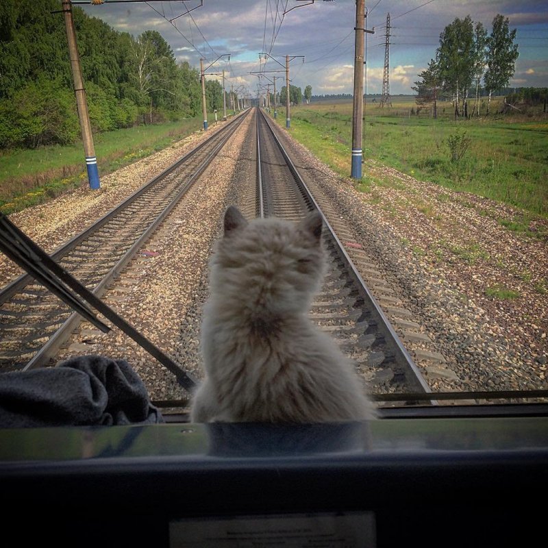 Кот Железнодорожник