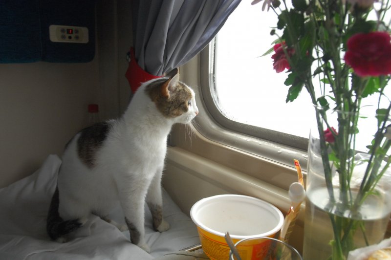 Кот в купе