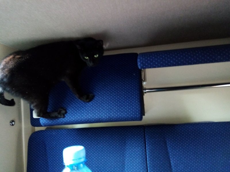Кошка поезд туалет