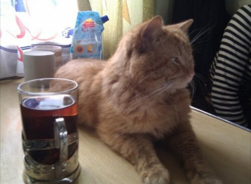 Кот в купе