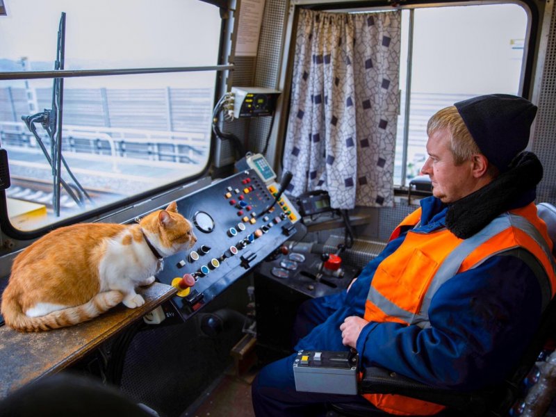 Кот мостик в Крыму