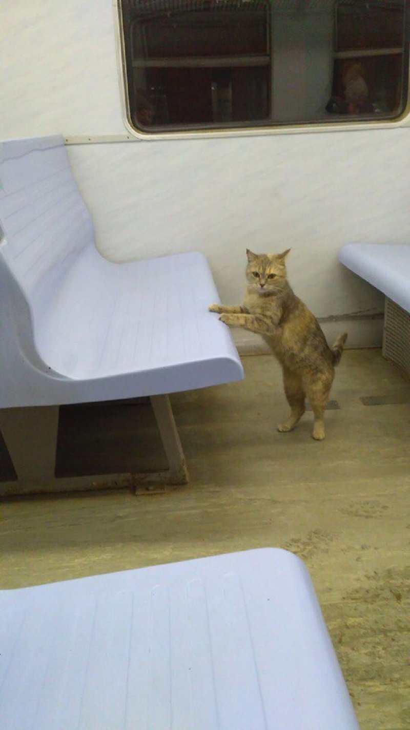 Кошка в электричке