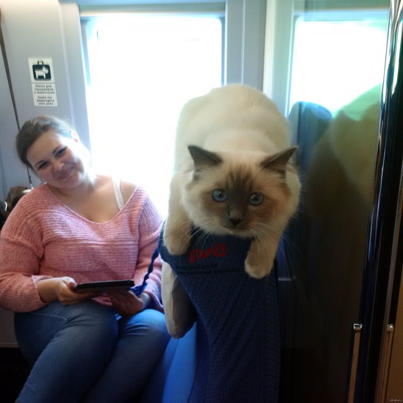 Котик в поезде